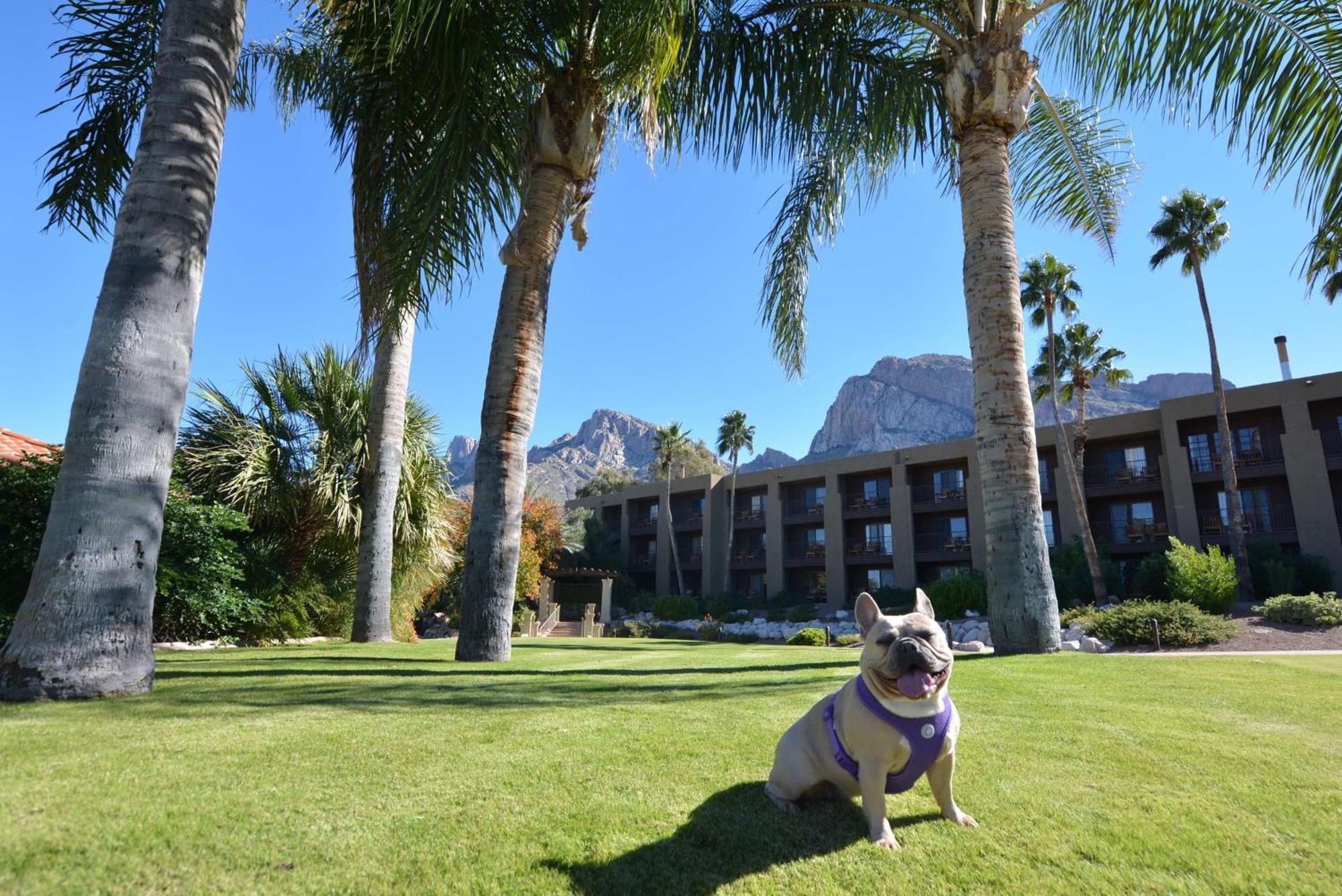 El Conquistador Tucson, A Hilton Resort Oro Valley Dış mekan fotoğraf